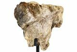 Fossil Triceratops Scapula Section w/ Metal Stand - South Dakota #354356-1
